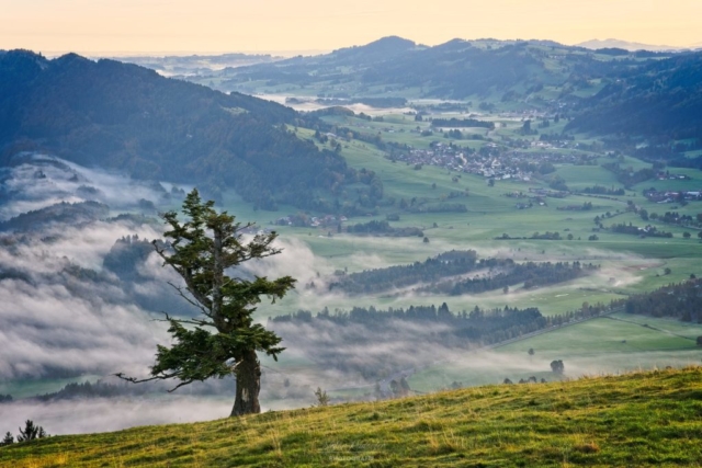 Einsamer Baum