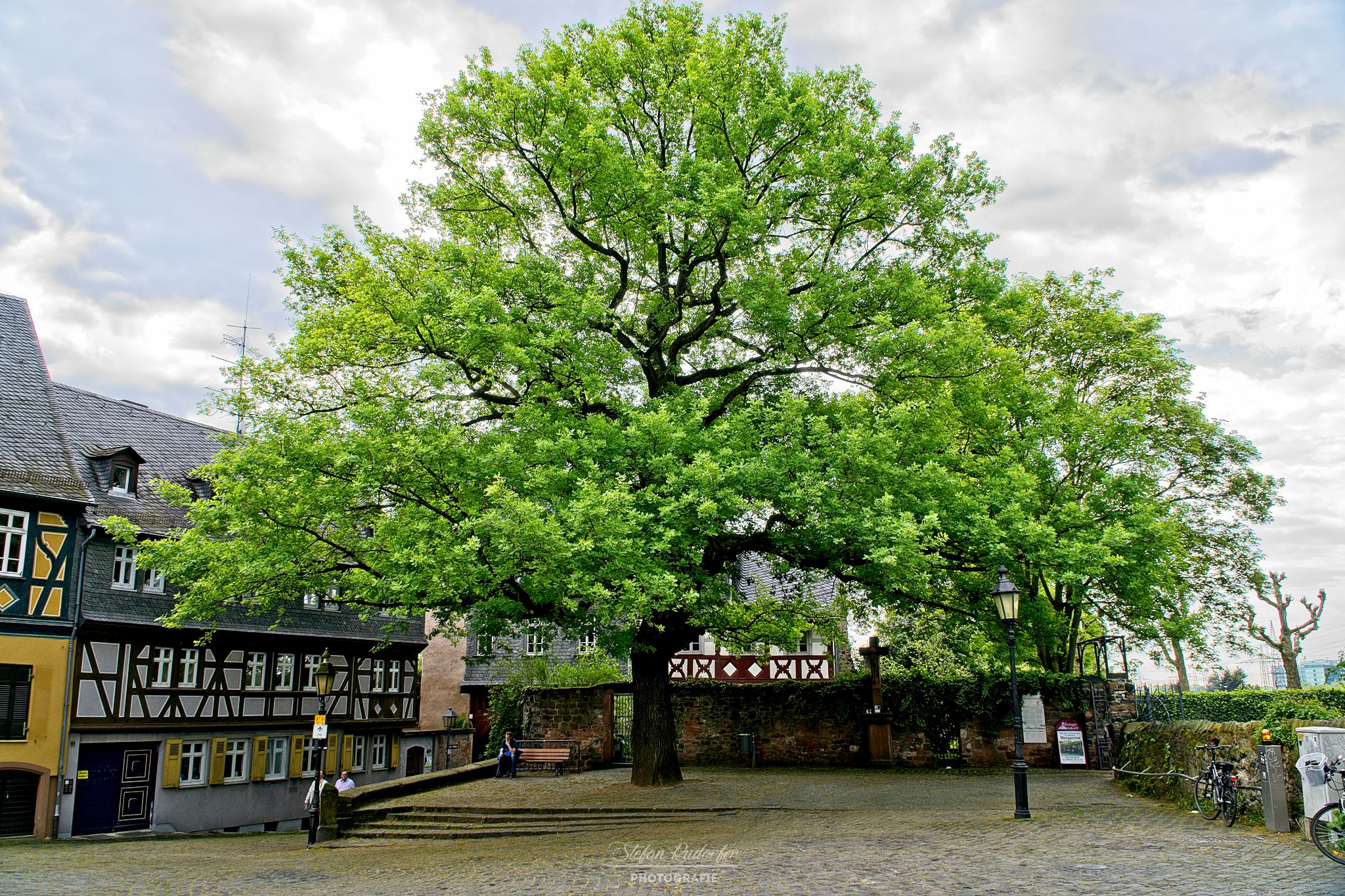 Markplatz mit Baum