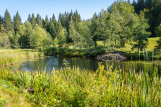 Tümpel am Kurpark