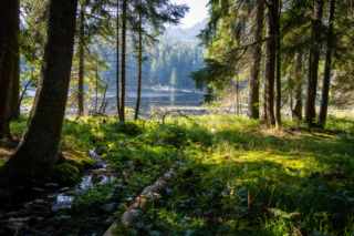 Blick auf den Arbersee