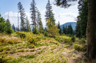 Weg zurück zum Bretterschachten
