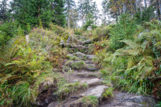 Kurzer Aufstieg zum Mittagsplatzel